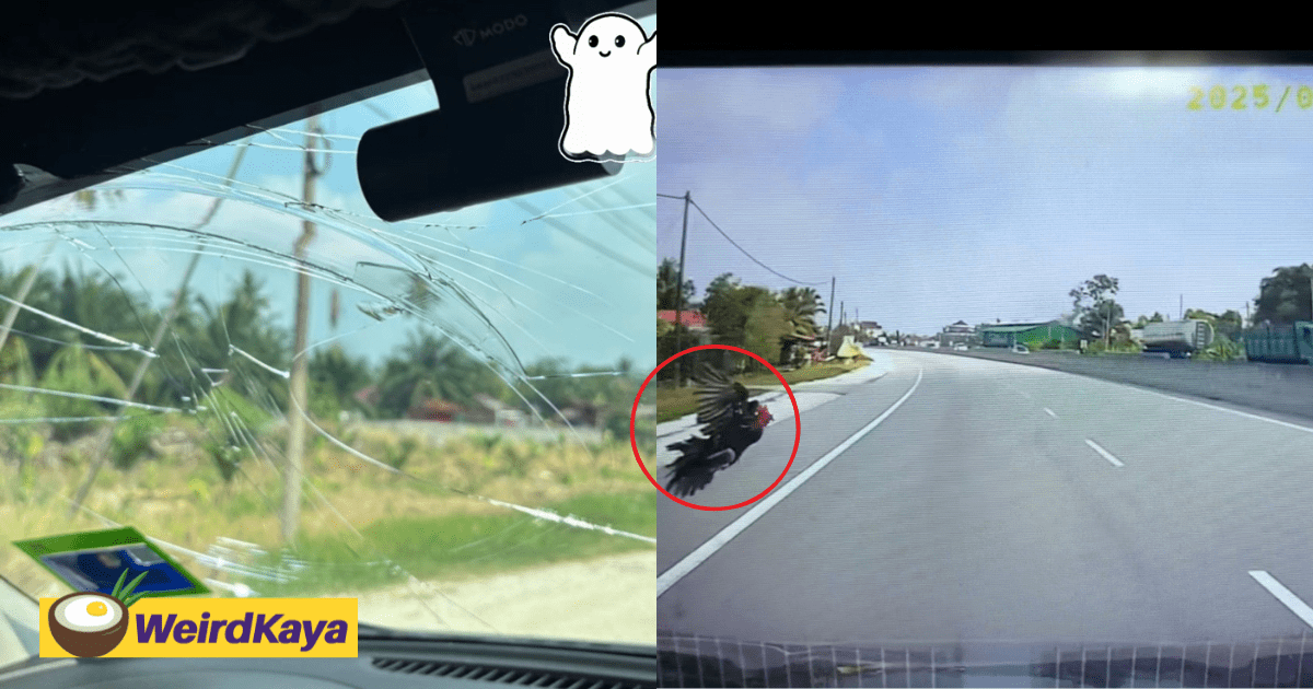 rooster flies into windshield link preview
