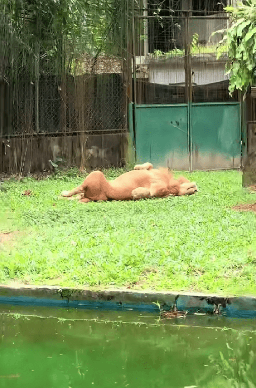 Lion taking nap at zoo negara