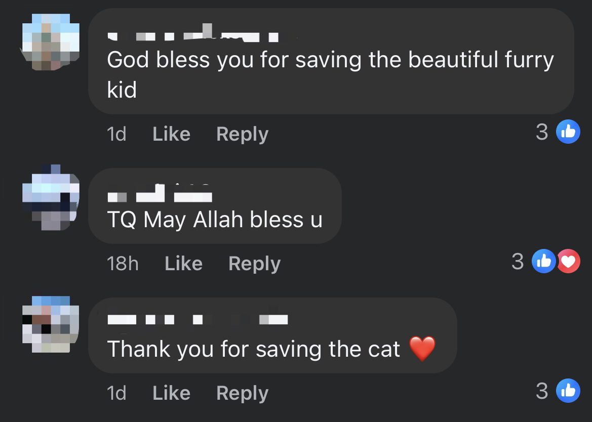 M'sian Woman Saves Lost Cat From Busy Highway, Calls For Netizens' Help In Finding Owner comment 1