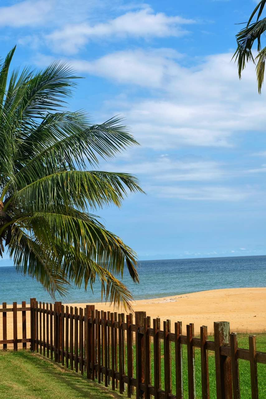Palm tree at the beach