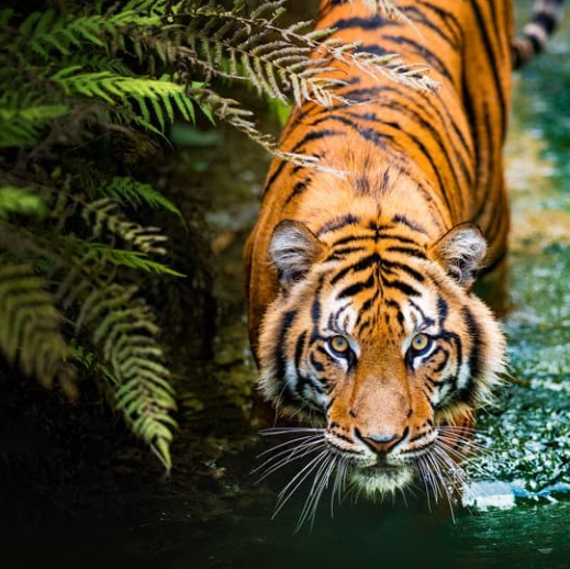 Malayan tiger