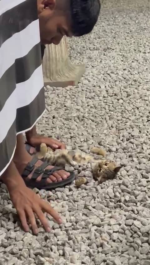 man covering cat with stones