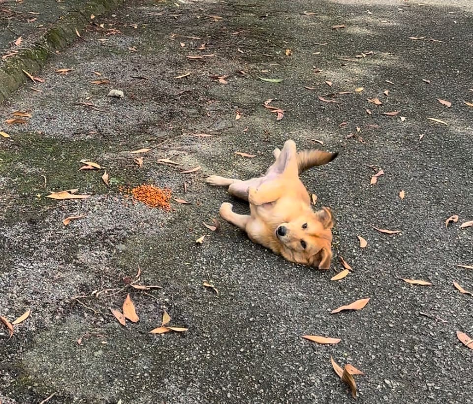 man feeds stray dog