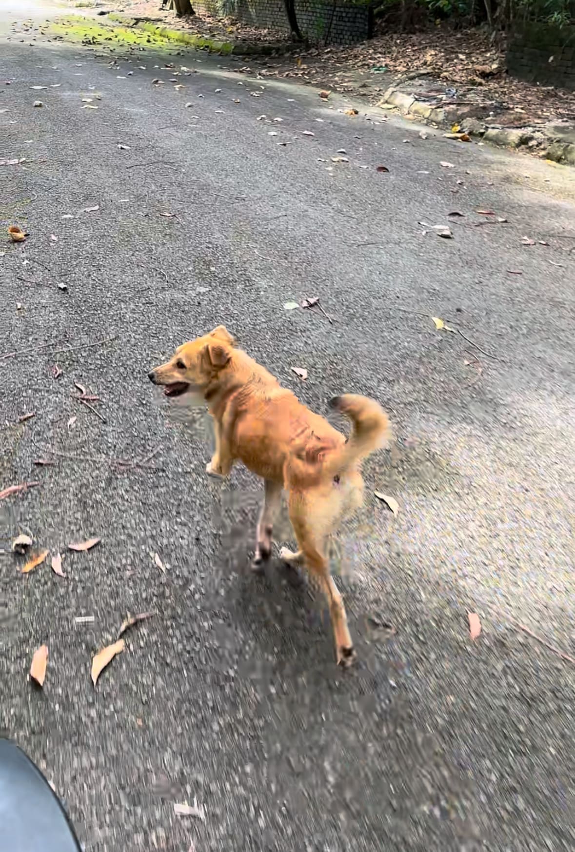 man feeds stray dog