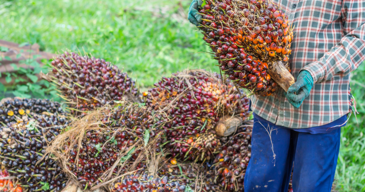 man is holding a palm oil