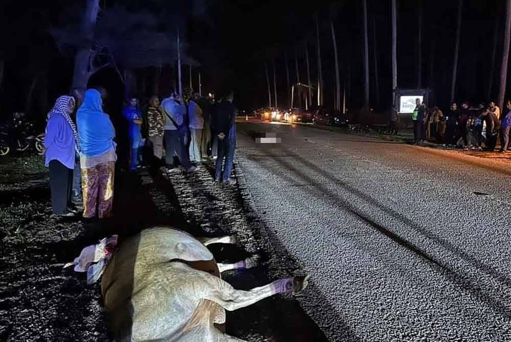 Man killed in crash with cow in Kuantan