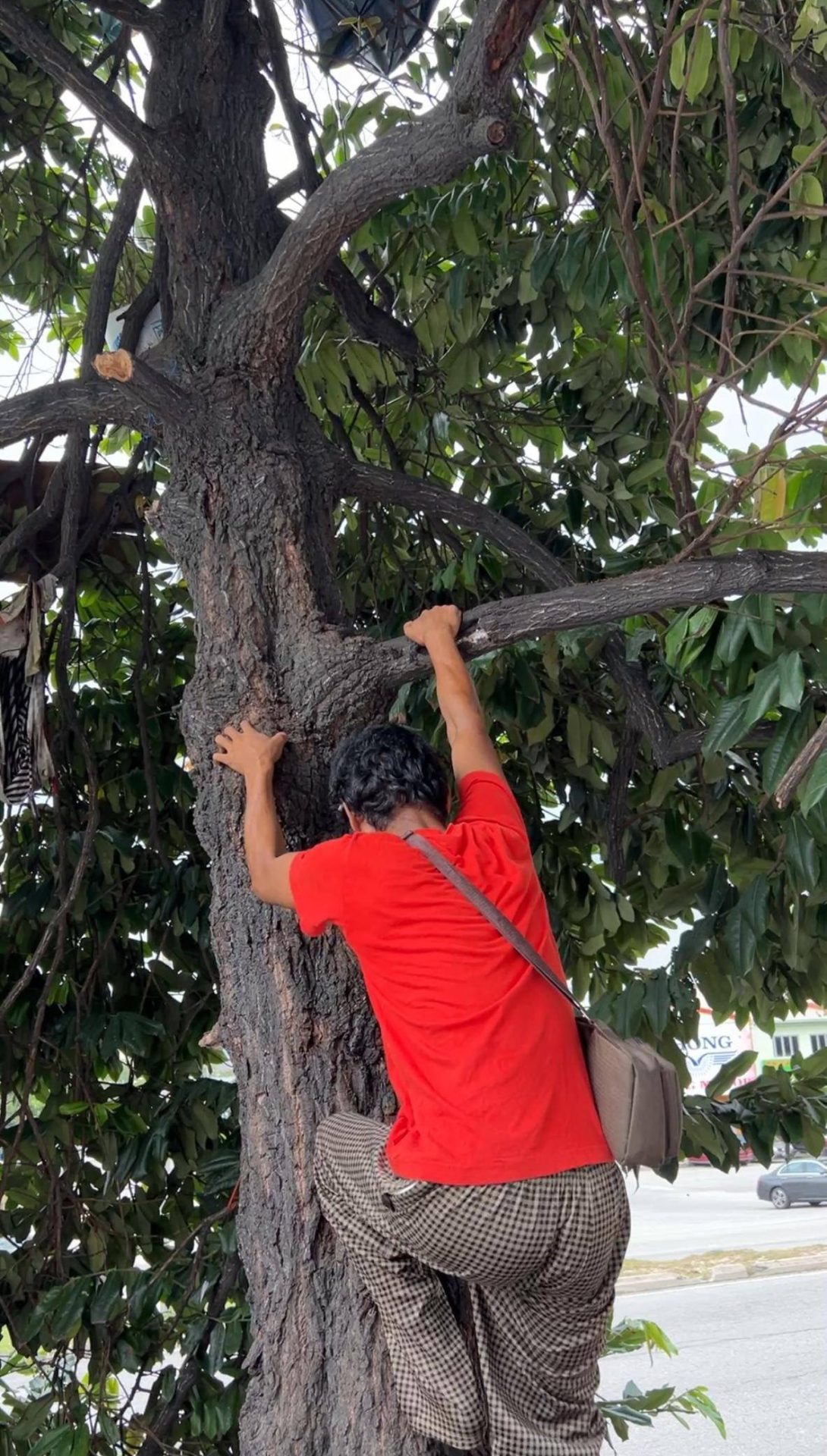 Man lives on tree 01