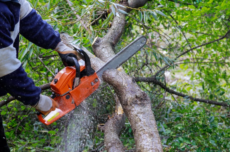 Man using chainsaw to cut tree