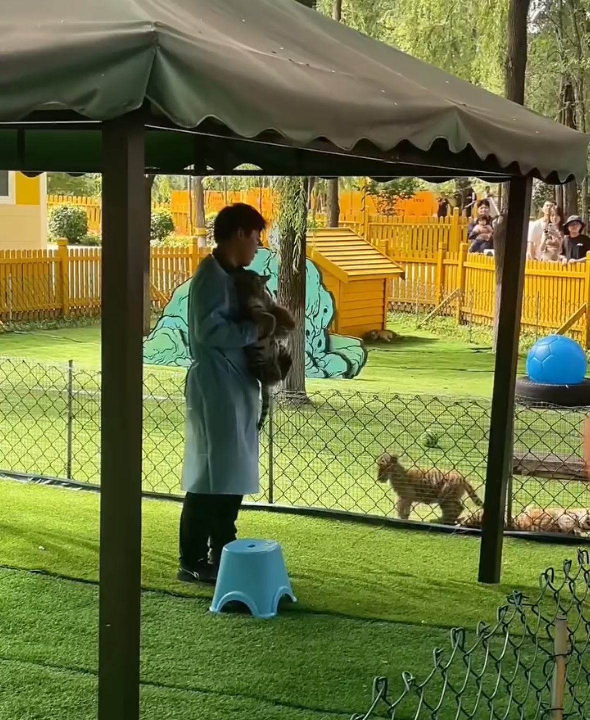Many Want This Job After Seeing Baby Tiger Ambush Keeper In China