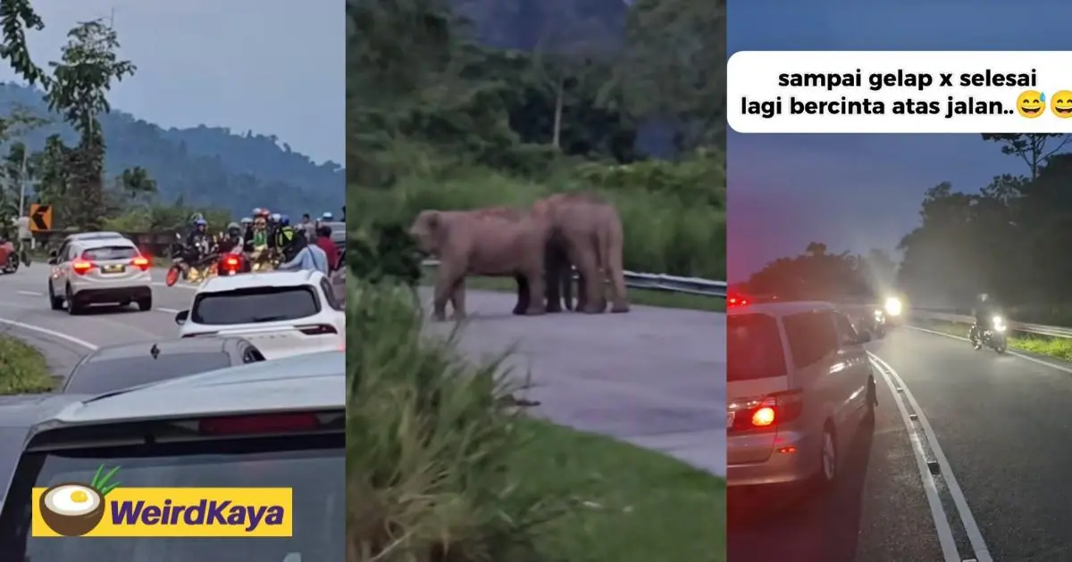 “Maybe the GF Is Sulking”- M’sians Stuck in Traffic Until Dark As Elephant Couple ‘Talk Things Out’