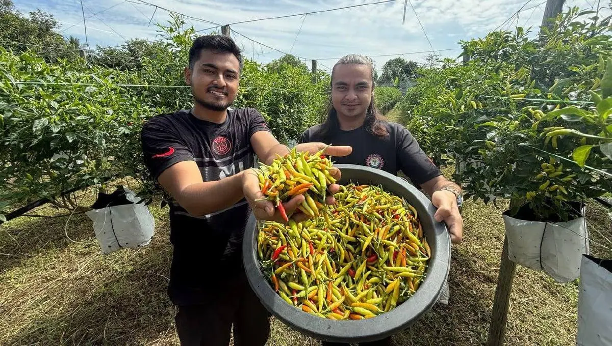 men showing their chilli crops