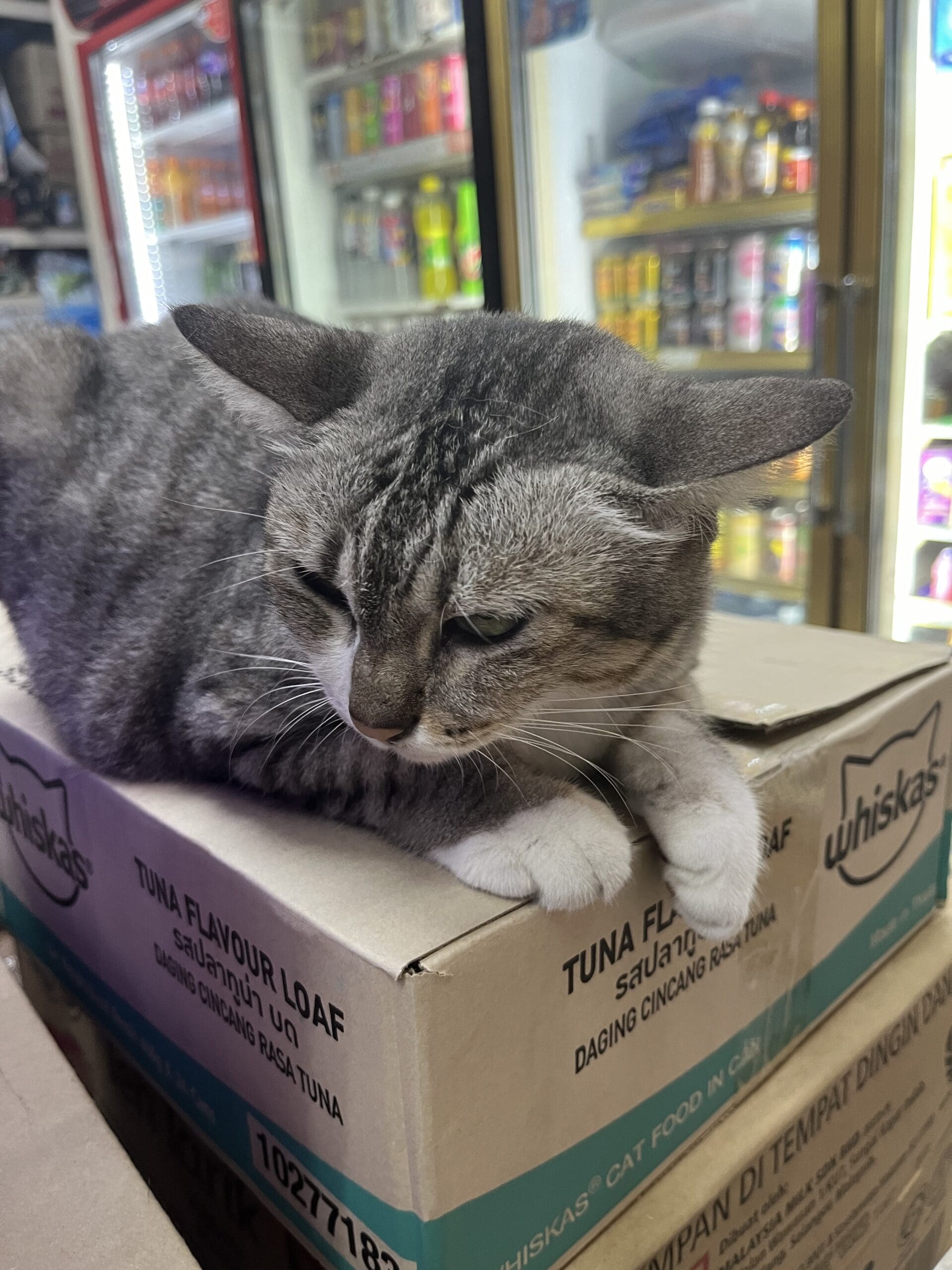 Meowbo