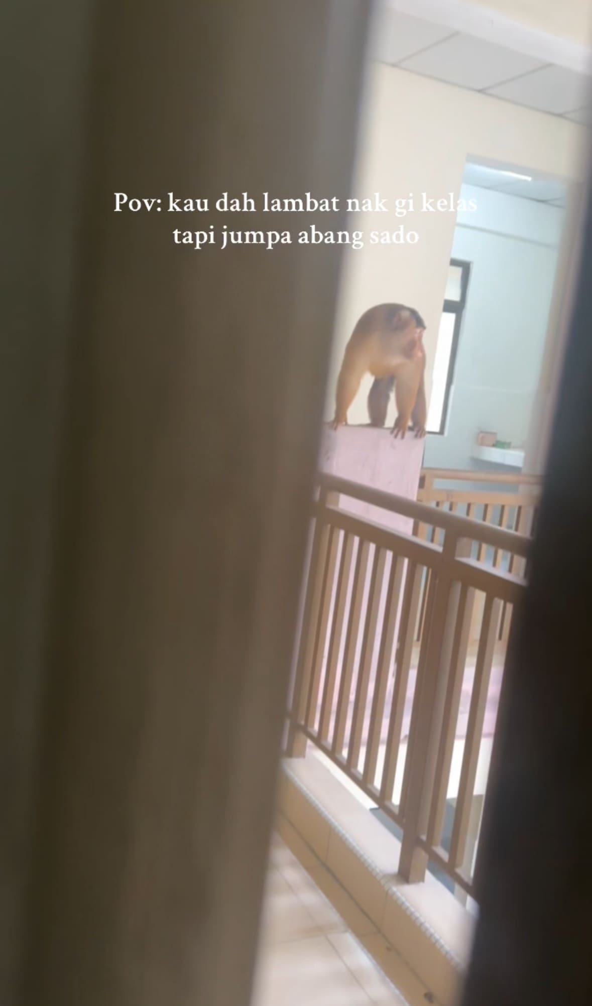 monkey at dorm 