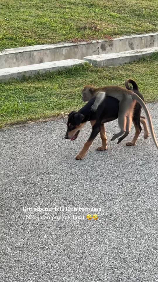 monkey clinging in a sideway to a dog