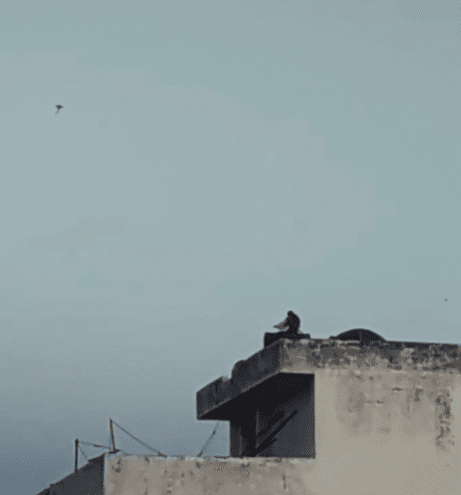 monkey flying a kite in india