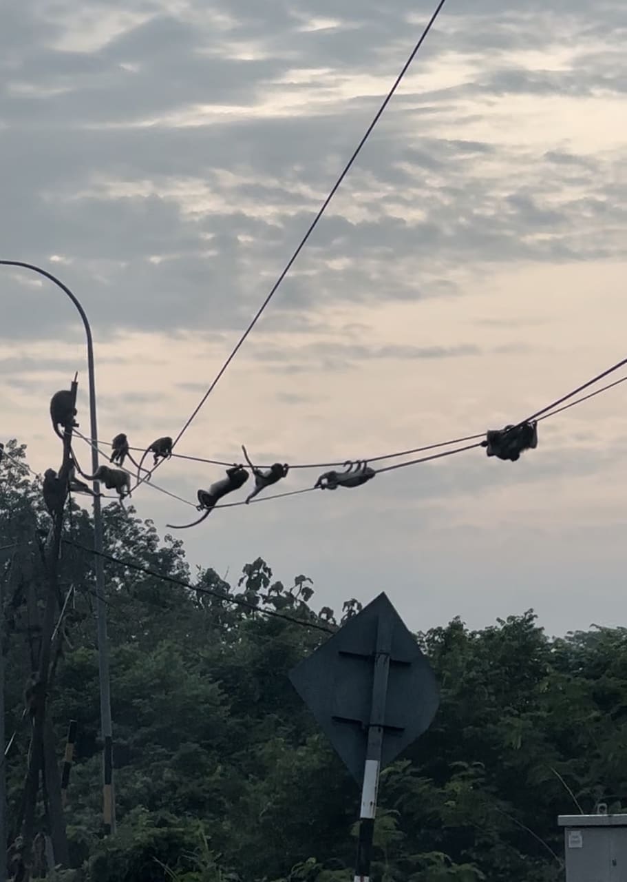 monkey hanging onto power cables