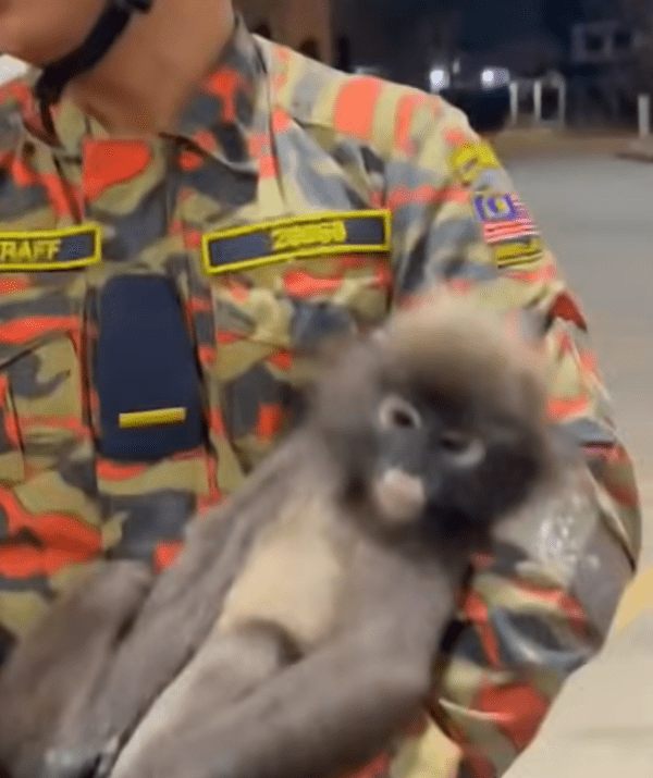 Monkey in shell station (3)