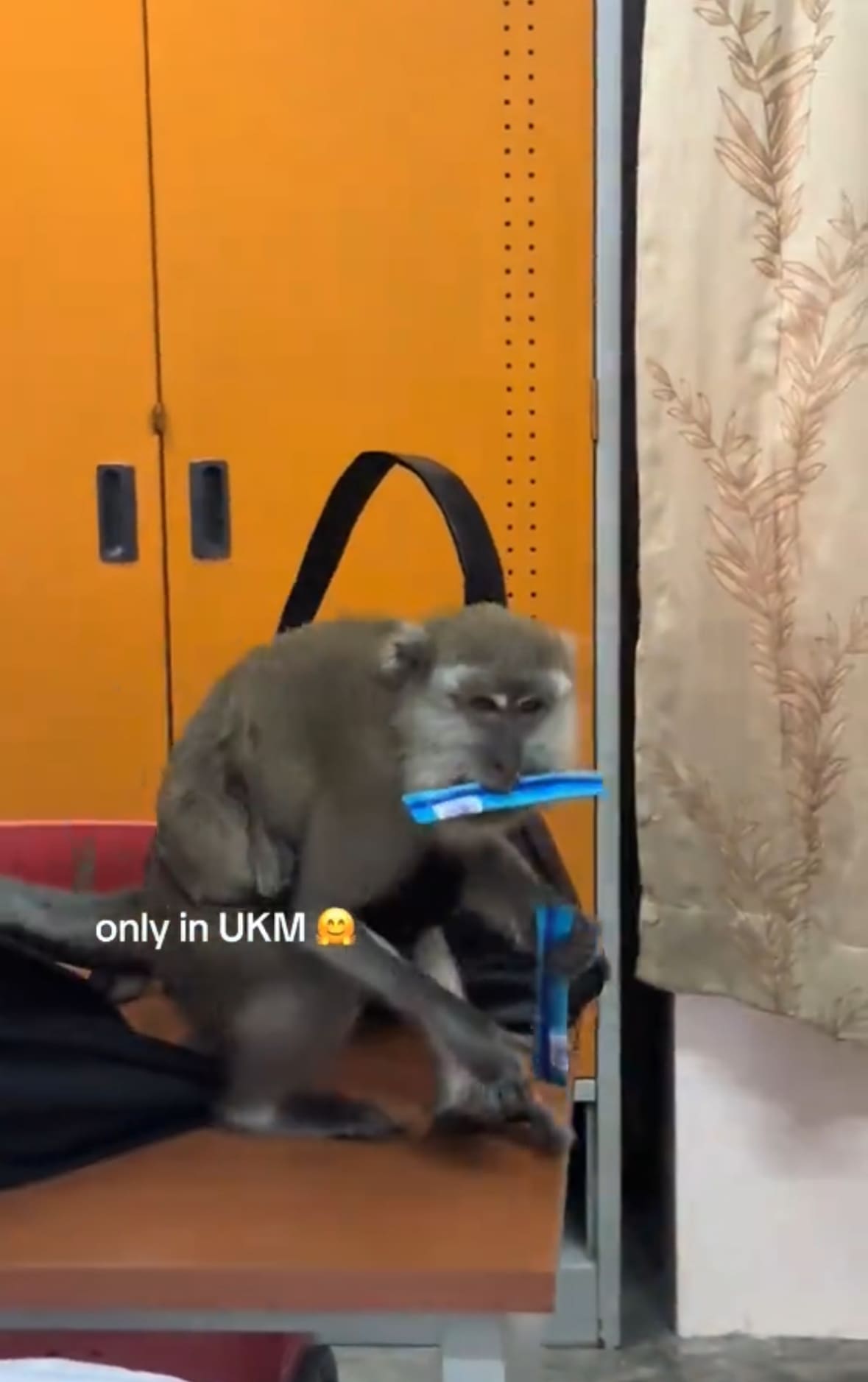 Monkey Sneaks Into UKM Dorm And Steals Gaviscon From Student's Handbag