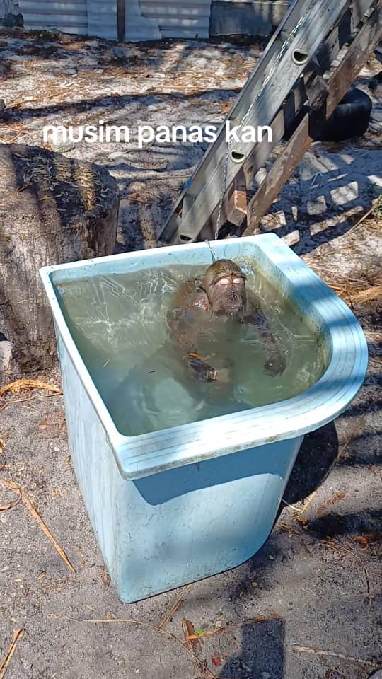 monkey swimming in blue tub