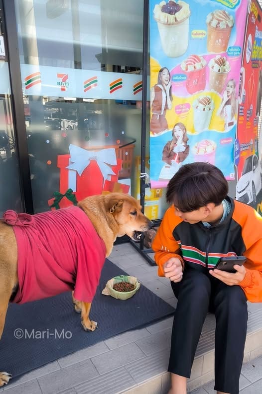 moo daeng stray dog with 7 eleven staff