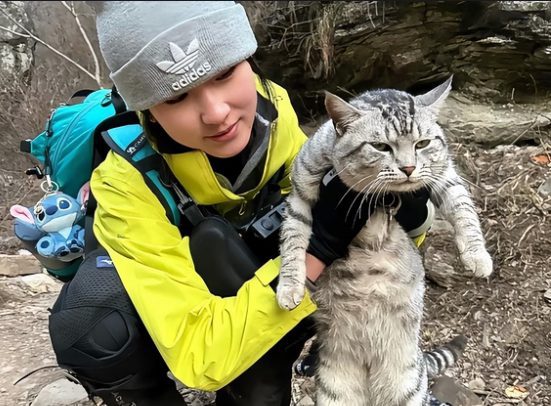 Mountain cat