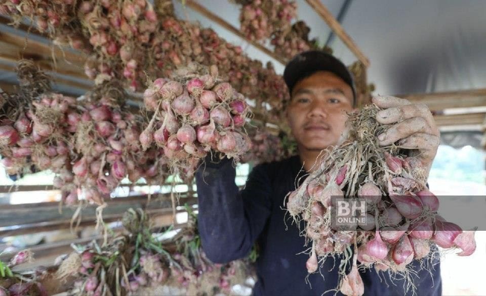M'sian Couple Earns Over RM30,000 By Growing Red Onion 02