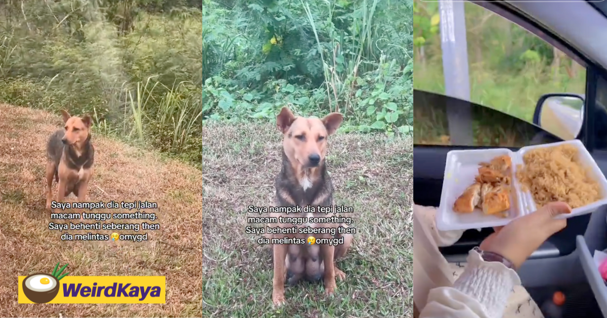 M’sian Drives 7km For Chicken Rice, Later Feeds It To Stray Dog By The Roadside