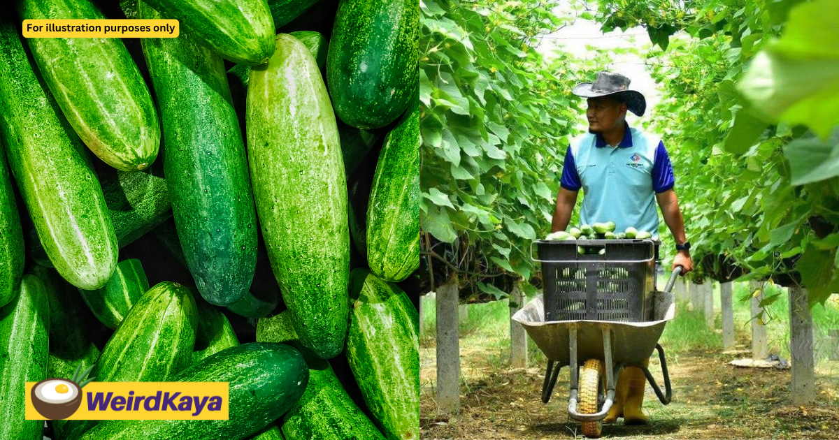 M'sian Ex-Navy Officer Harvests 400kg Of Cucumbers Daily After Serving The Nation For 15 Years