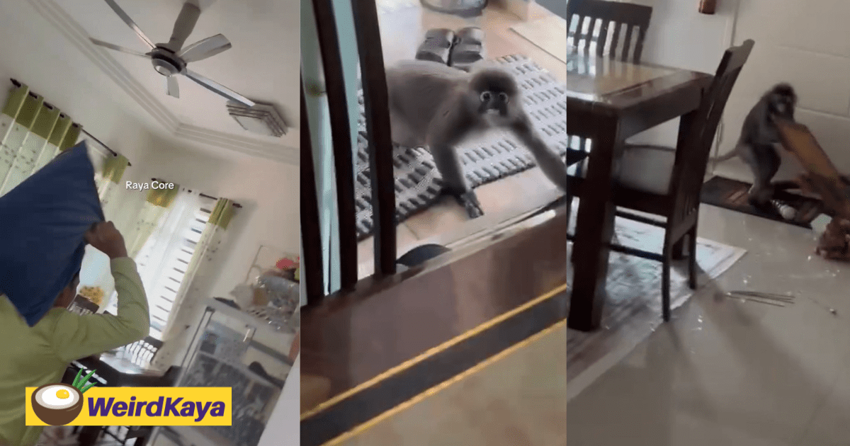 M’sian Family Stunned As Lotong Breaks In To Snatch A Mirror, Not Food