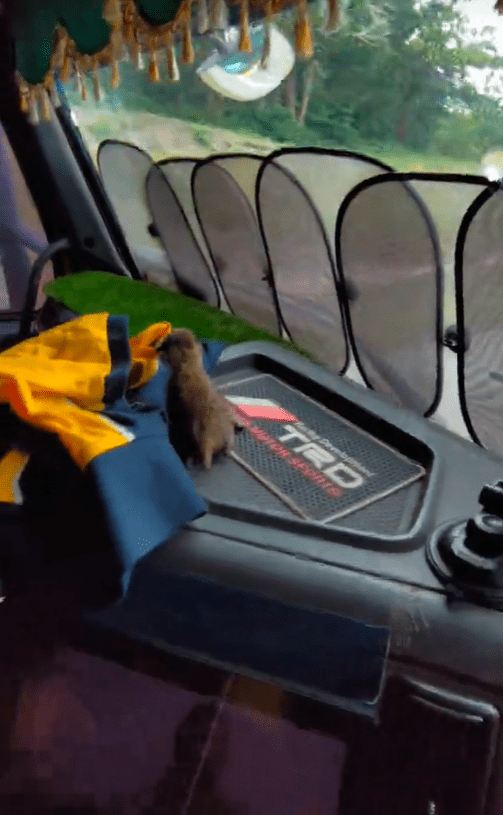 M'sian man drives back to Klang with kitten