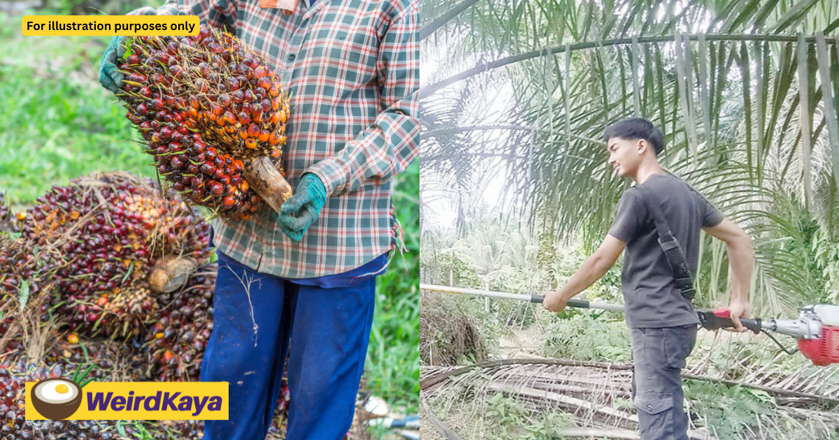 M'sian Man Earns RM7,000 Monthly By Working At Palm Oil Plantation At Just 20yo