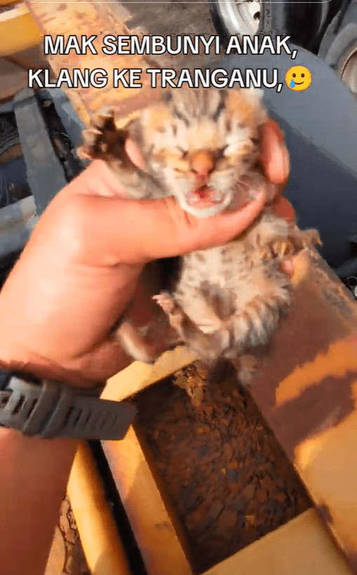 M'sian man finds kitten underneath container truck