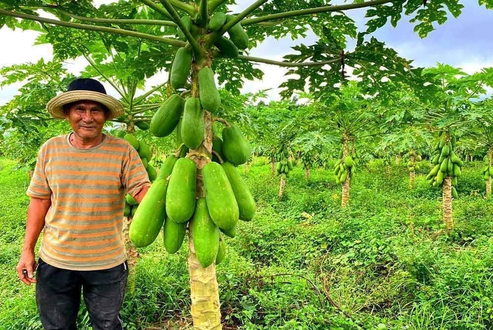 msian man standing beside his papaya tree