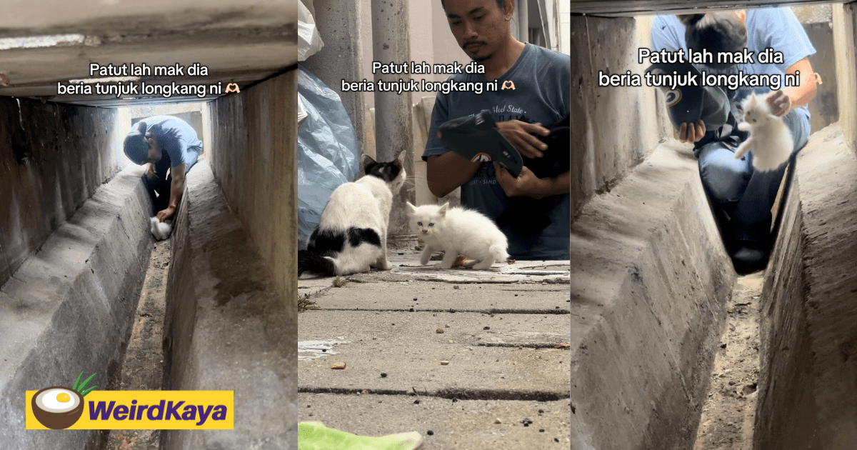 M’sian Men Rescue Kitten After Desperate Mama Cat Leads Them To Drain
