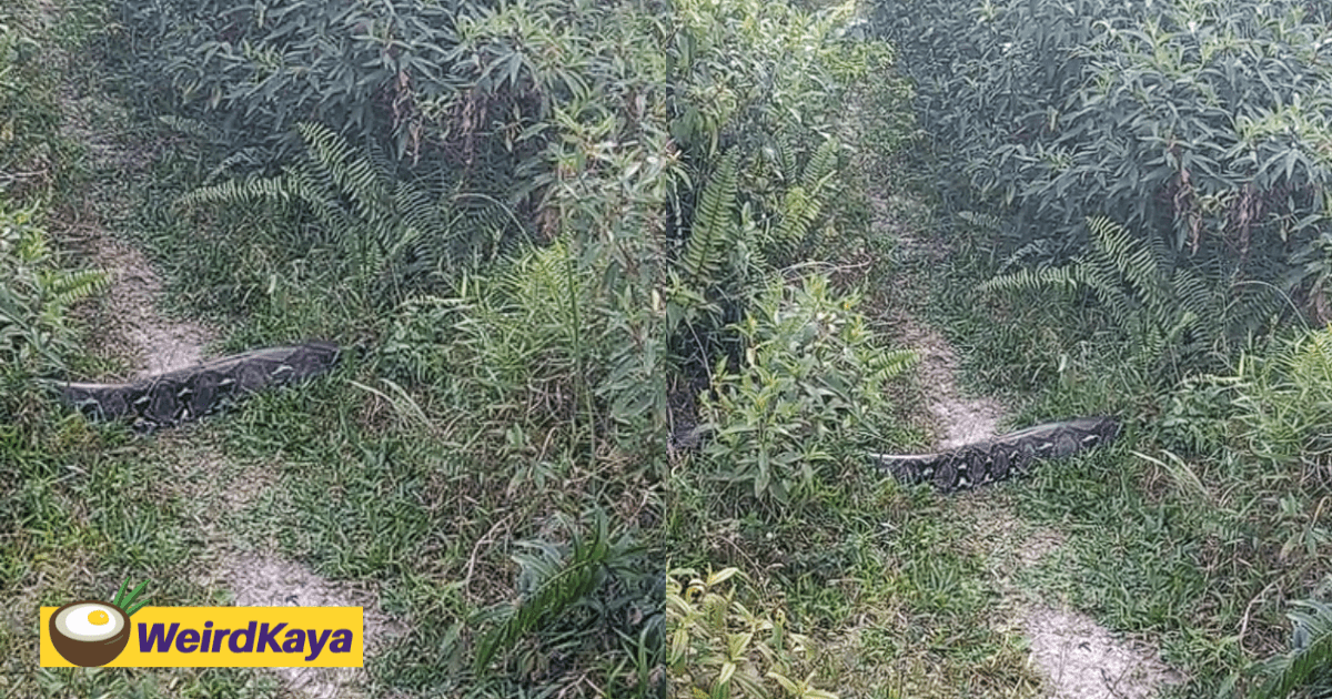 M'sian Shares Encounter With Giant Python Crossing the Road, Some Netizens Claim It's Fake