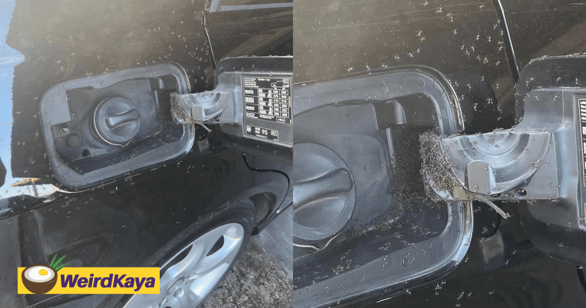 M'sian Shocked to See Her Car Turn Into An Ant Nest After Parking Under A Tree For Days