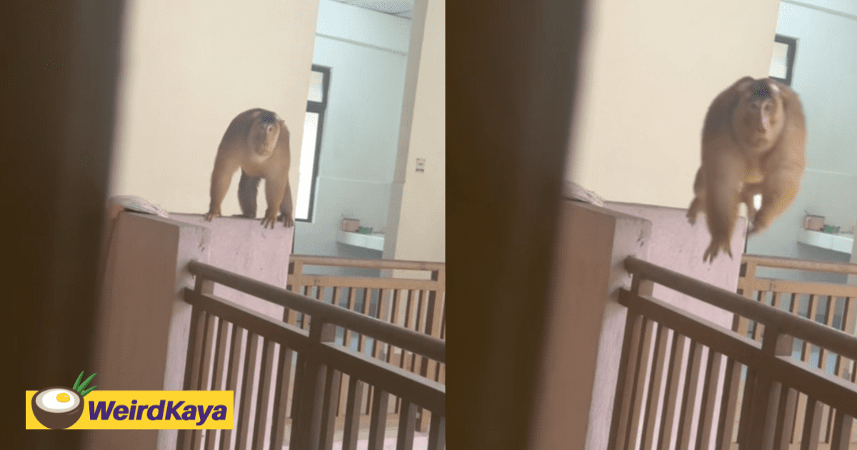 M’sian Student Slams Door Shut As Monkey Lunges At Her While She Tries To Go To Class