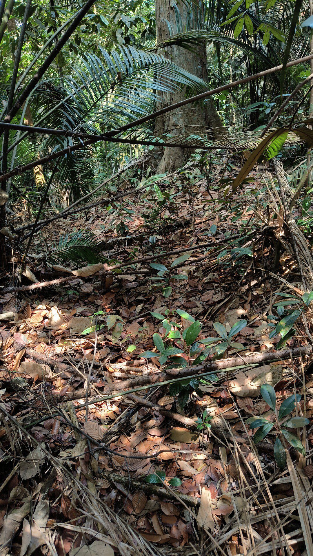 M’sian Woman Hikes Alone At Wawasan Hill, Gets Lost For 5 Hours & Claims To See Mysterious “Uncle”