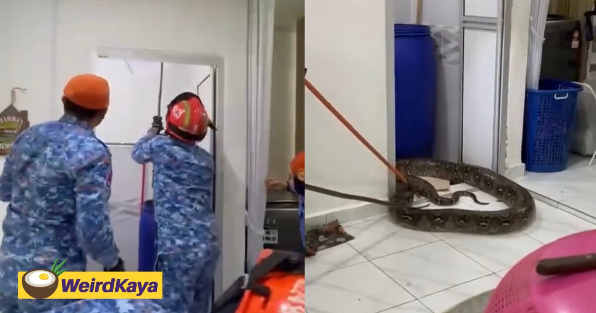 M’sian Woman Horrified After 60kg Python Falls Through Her Bathroom Ceiling