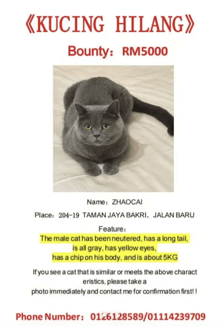 M'sian Woman Offers RM5,000 Reward For Those Able To Find Her Lost Cat In Johor