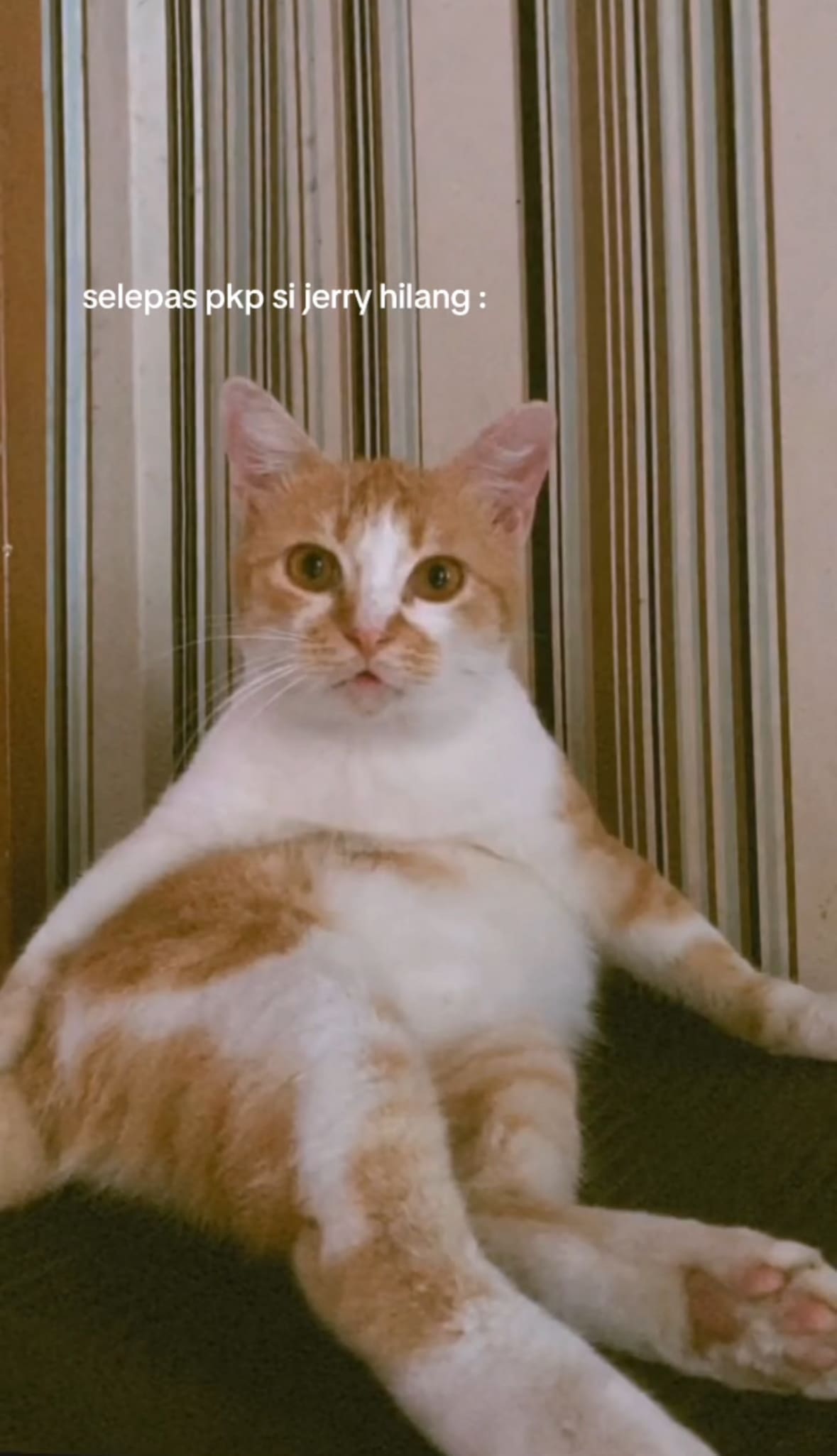 M’sian Woman Reunites With Lost Cat After 2 Years, Recognises Him By His Bent Tail At Local Eatery