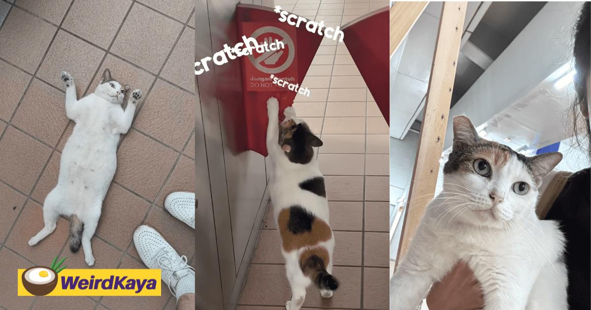 M’sians Are Now Flocking To LRT Wangsa Maju Just To See This Famous Chubby Cat