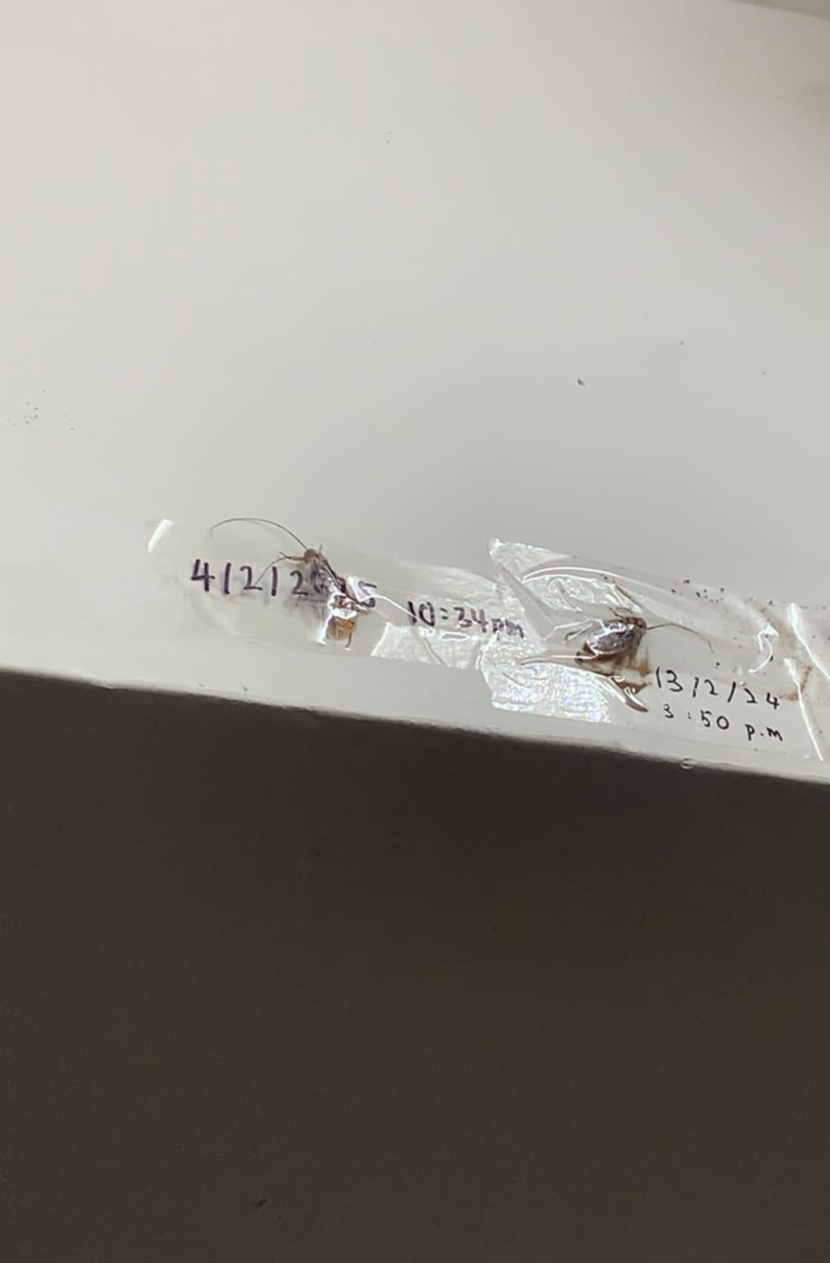 M’sians Build 'Wall Of Fame' With Taped Cockroaches Complete With Death Dates & Times