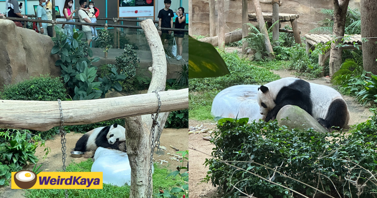 M’sia’s Beloved Pandas Fu Wa & Feng Yi To Return To China This May, New Pair Expected In August