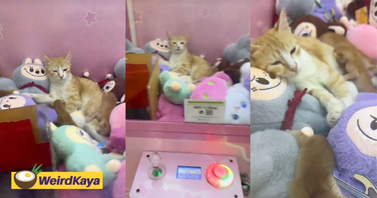 Netizens Amused To See Oyen & Kittens Chilling Inside Labubu Claw Machine