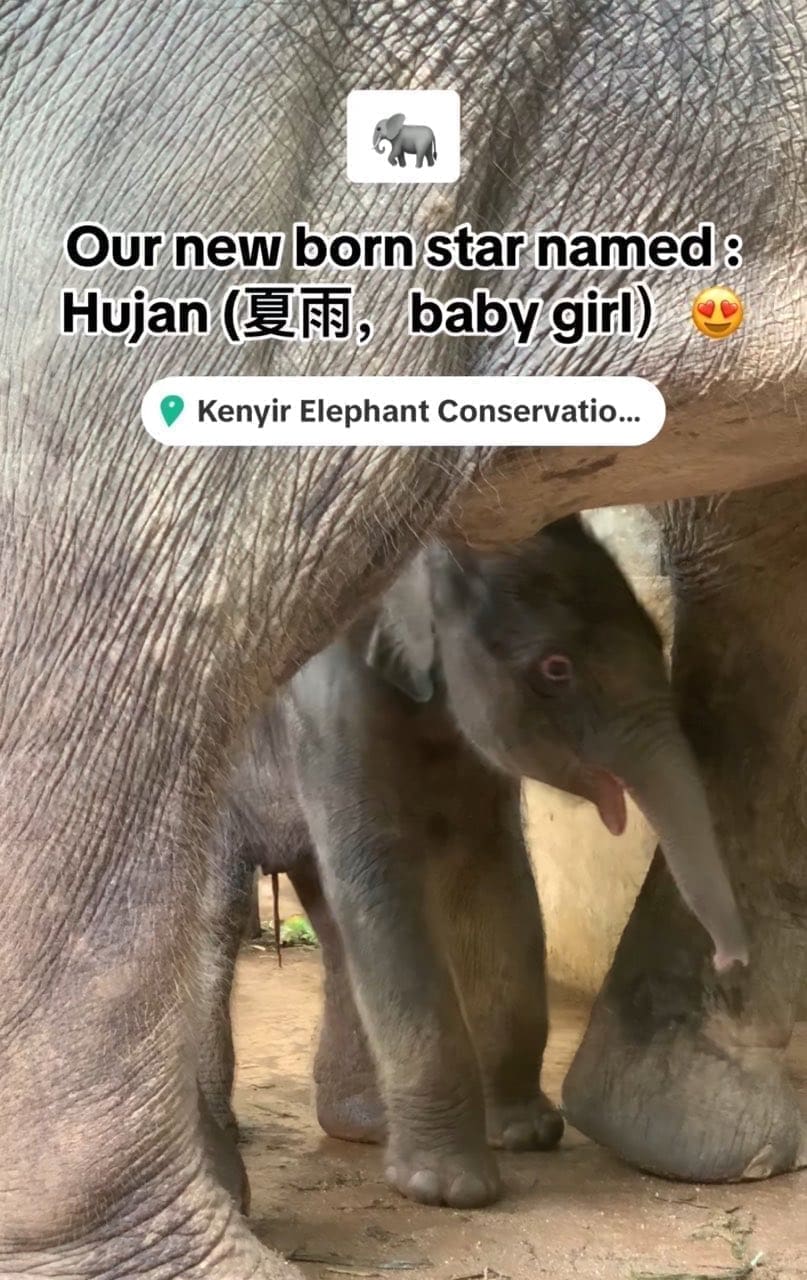 New baby elephant at Kenyir Elephant Conservation