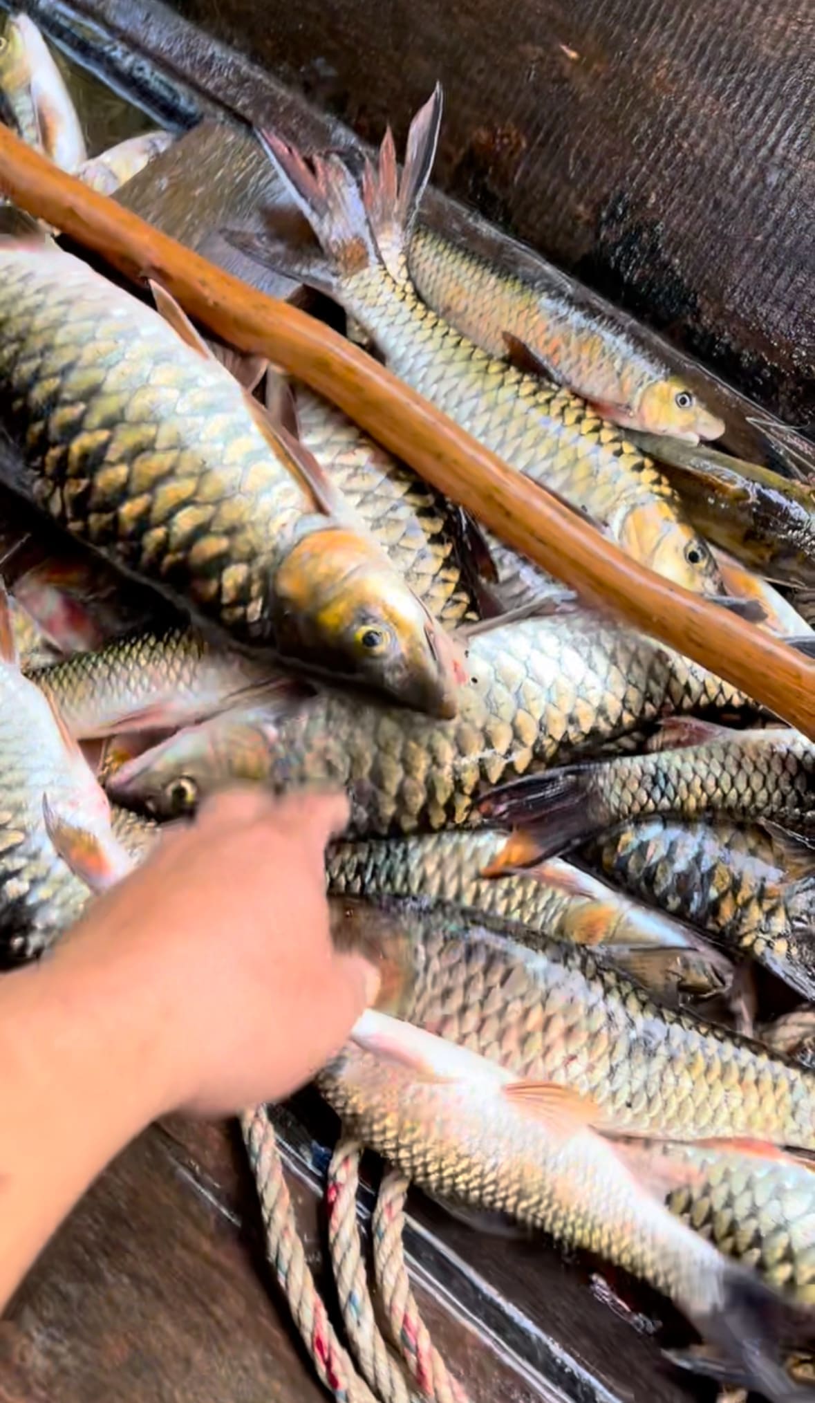 'No Snow, No Sleigh' - Santa In Borneo Is Out Here Catching Fish For Christmas