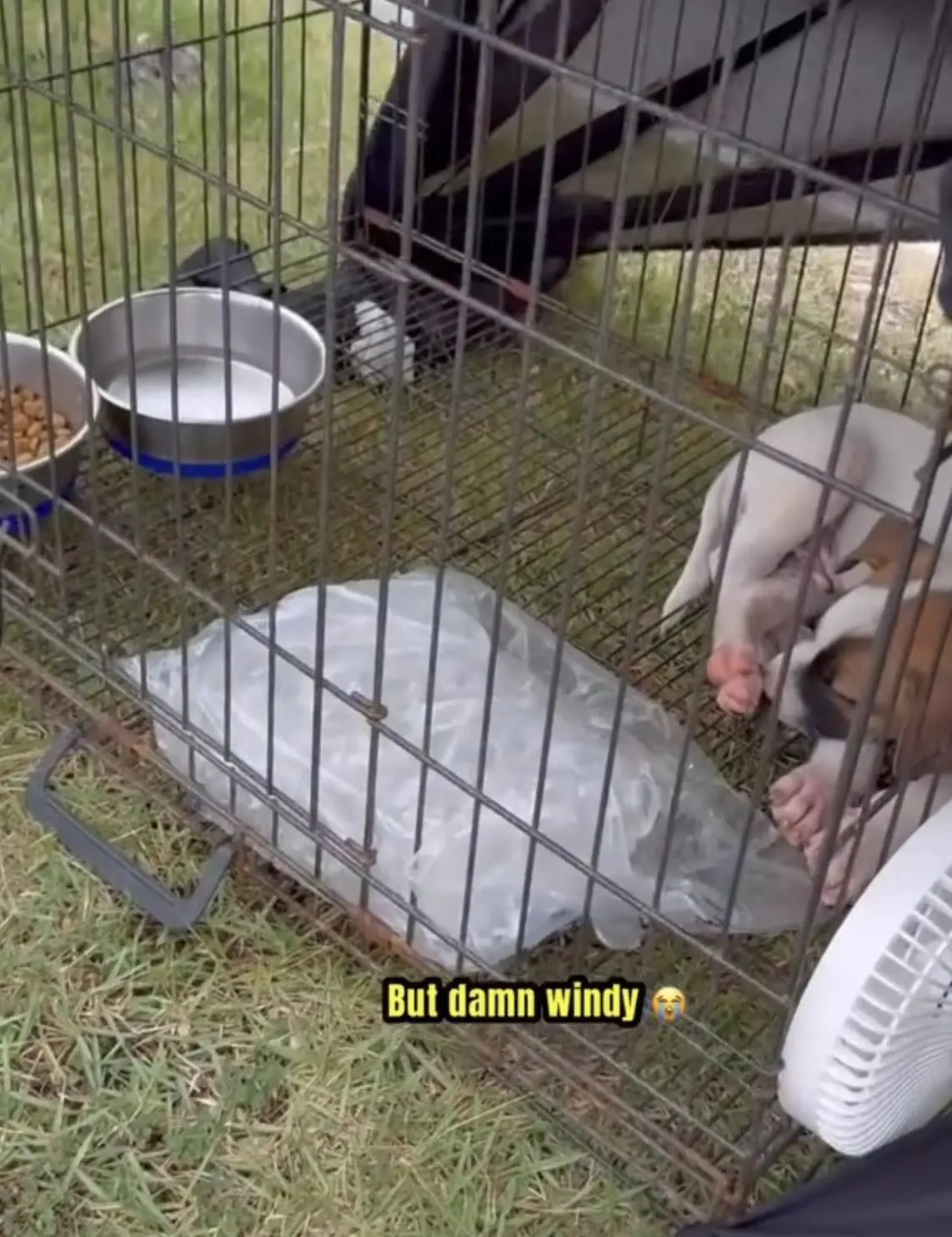 One of his puppies