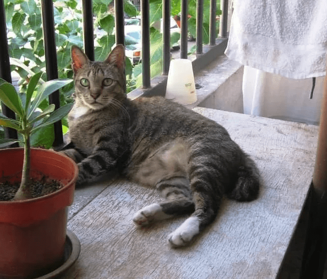 One of Wu Ye Rong's cats