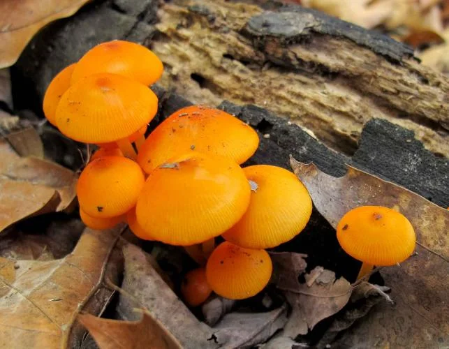 poisonous mushroom's colour changed to orange or red when scratched